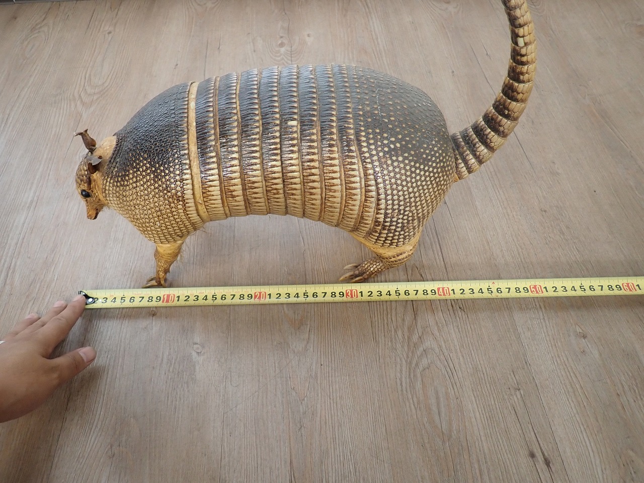 剥製 アルマジロ 体長約40cm