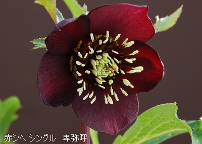 クリスマスローズ シングル 赤シベ 卑弥呼 種