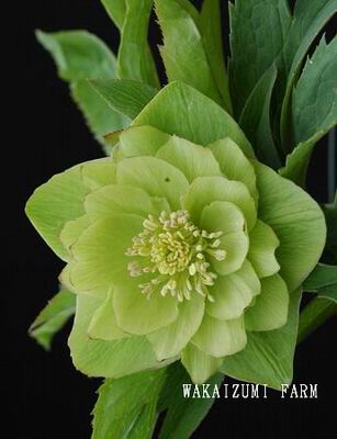 クリスマスローズ ダブル（八重） 種 通信販売 ＞ クリスマスローズ