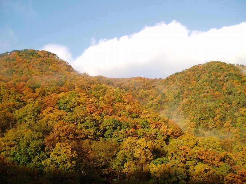 紅葉｜新温泉町