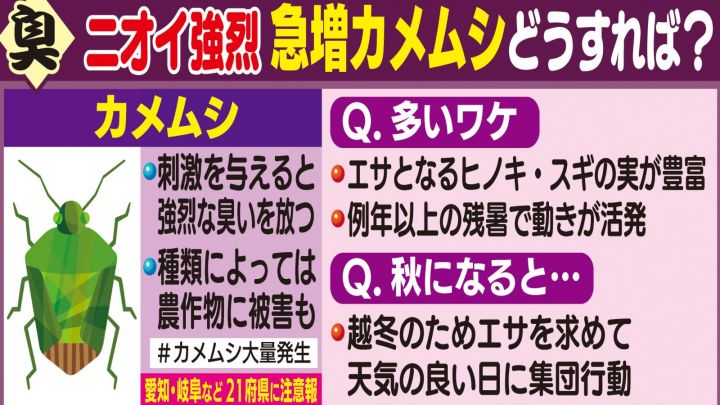刺激与えると強烈な臭い…猛暑で急増した『カメムシ』習性利用した“ほぼ