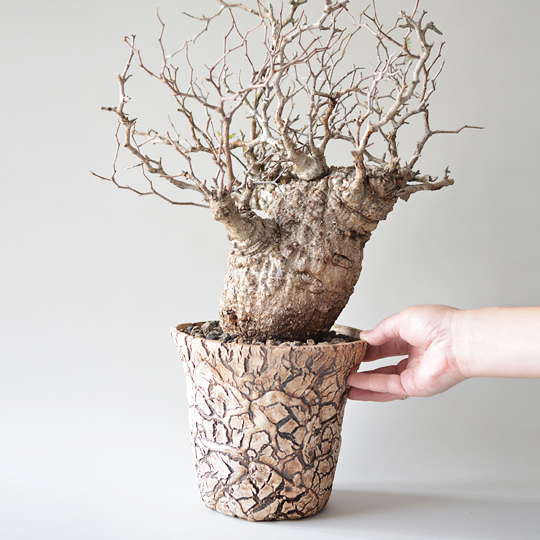 オペルクリカリア・パキプス | 多肉植物・特別な鉢の販売 | トーキー