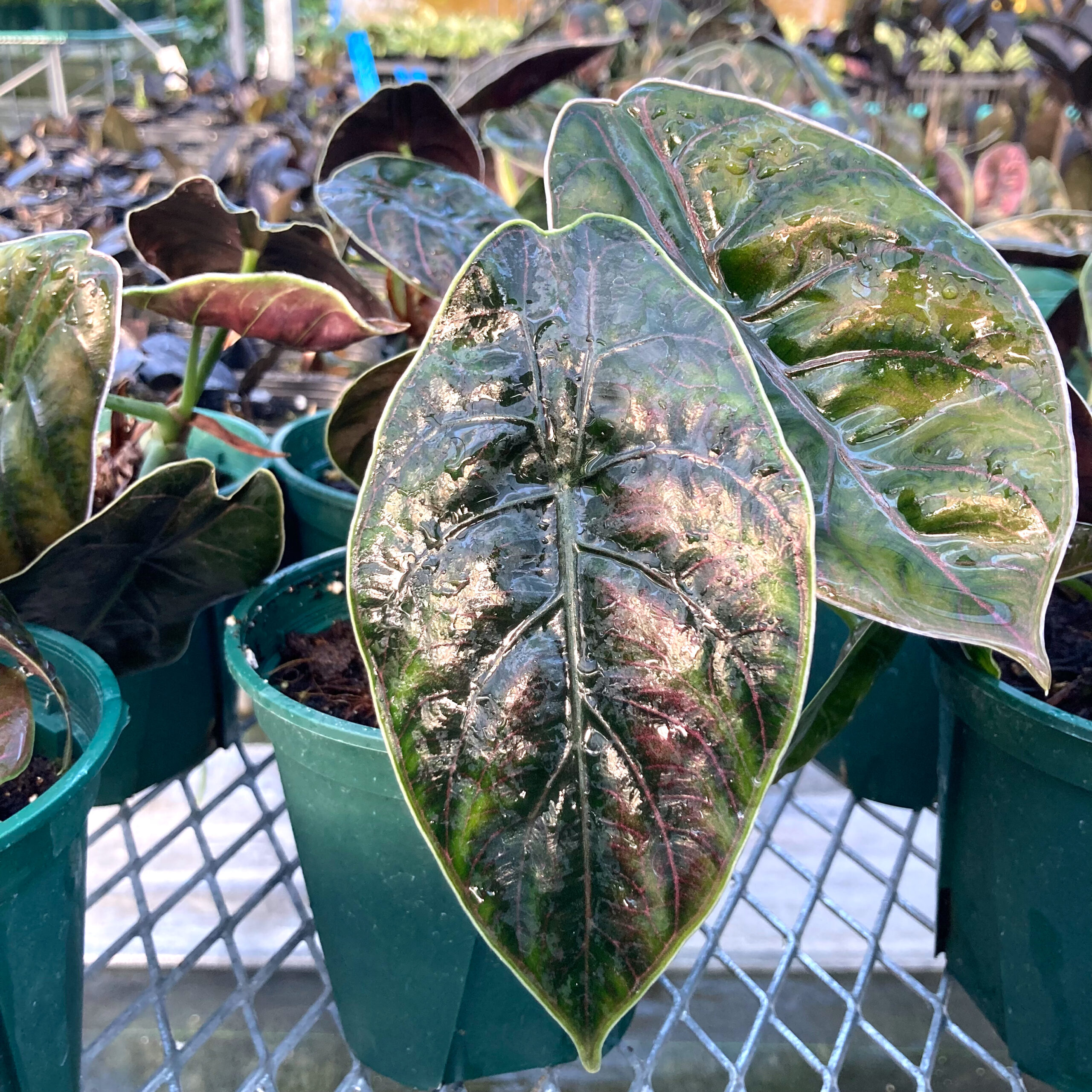 アロカシア アズラニー – 武農園