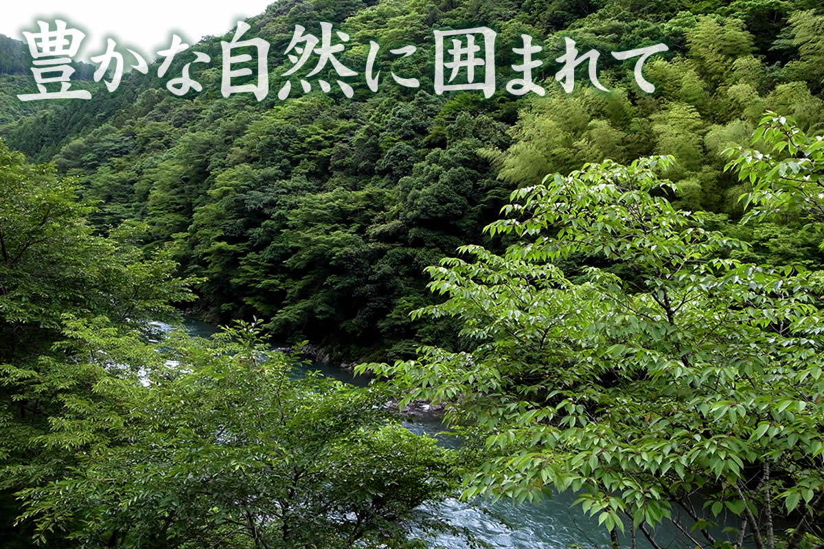 菊炭10個セット | 虎斑竹専門店 竹虎