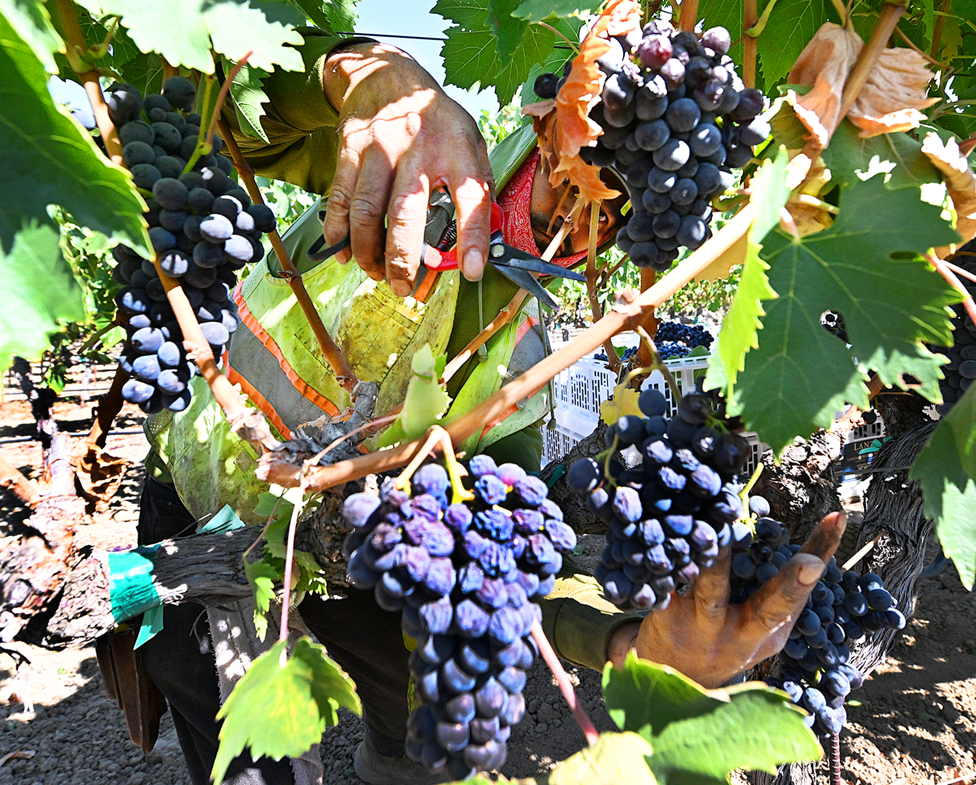 GRAPEHARVEST1.jpg?w=1800&