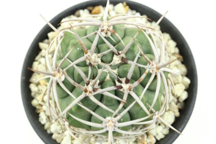 フェロシオール 実生 A2530☆ギムノカリキウム 応天門 サボテン☆浦部