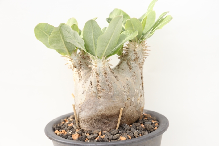 エブレネウム 輸入球 A2789☆パキポディウム 塊根植物 多肉植物