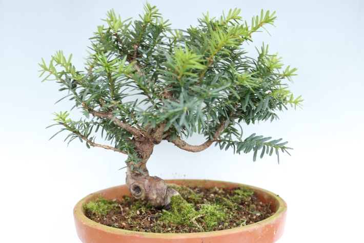 一位 A3062☆イチイ 松柏類 中品盆栽☆「送料無料」浦部陽向園