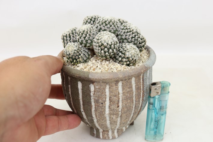 多毛精巧殿 群生type 実生 A3708☆ツルビニカルプス サボテン☆「送料