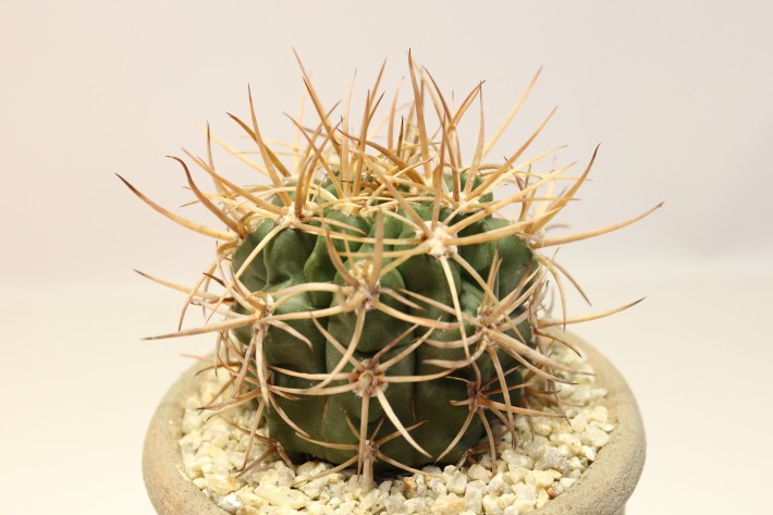 送料無料】奇話魔天竜 ギムノカリキウム 実生 A3769｜サボテン｜浦部陽向園