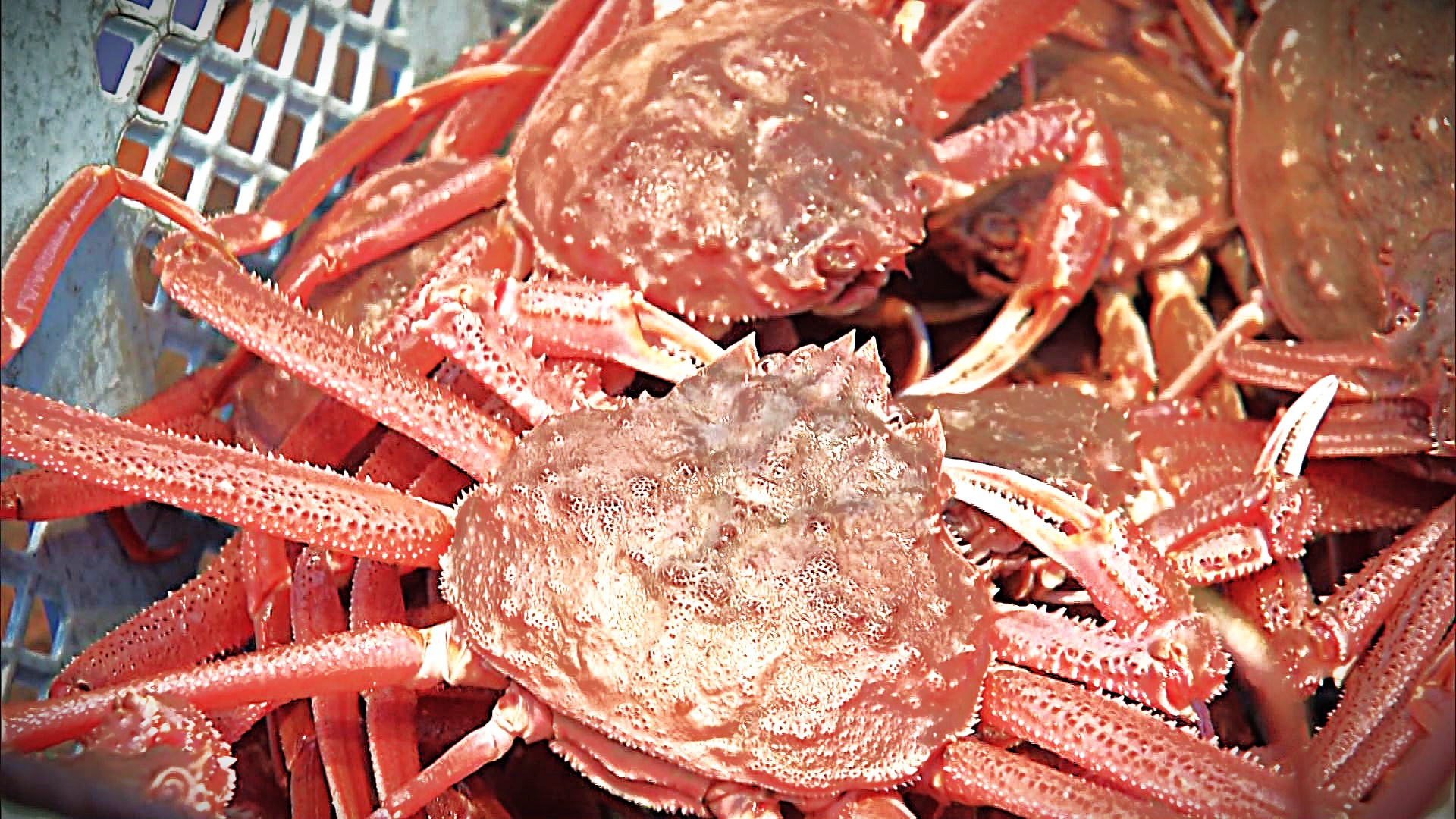 ふるさと納税のホームページで誤表記】 “ズワイガニ”届くかと思いきや