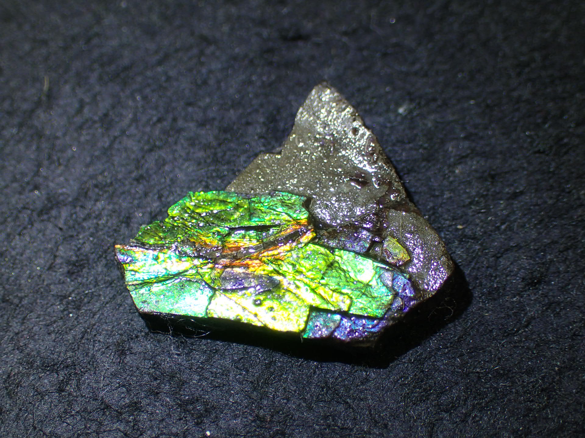 最高品質アンモライト(Ammolite) Alberta, Canada カナダアルバータ州