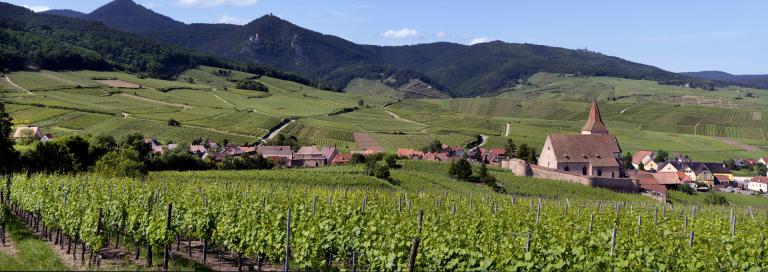 グラン・クリュ・ロザケール アルザスワイン