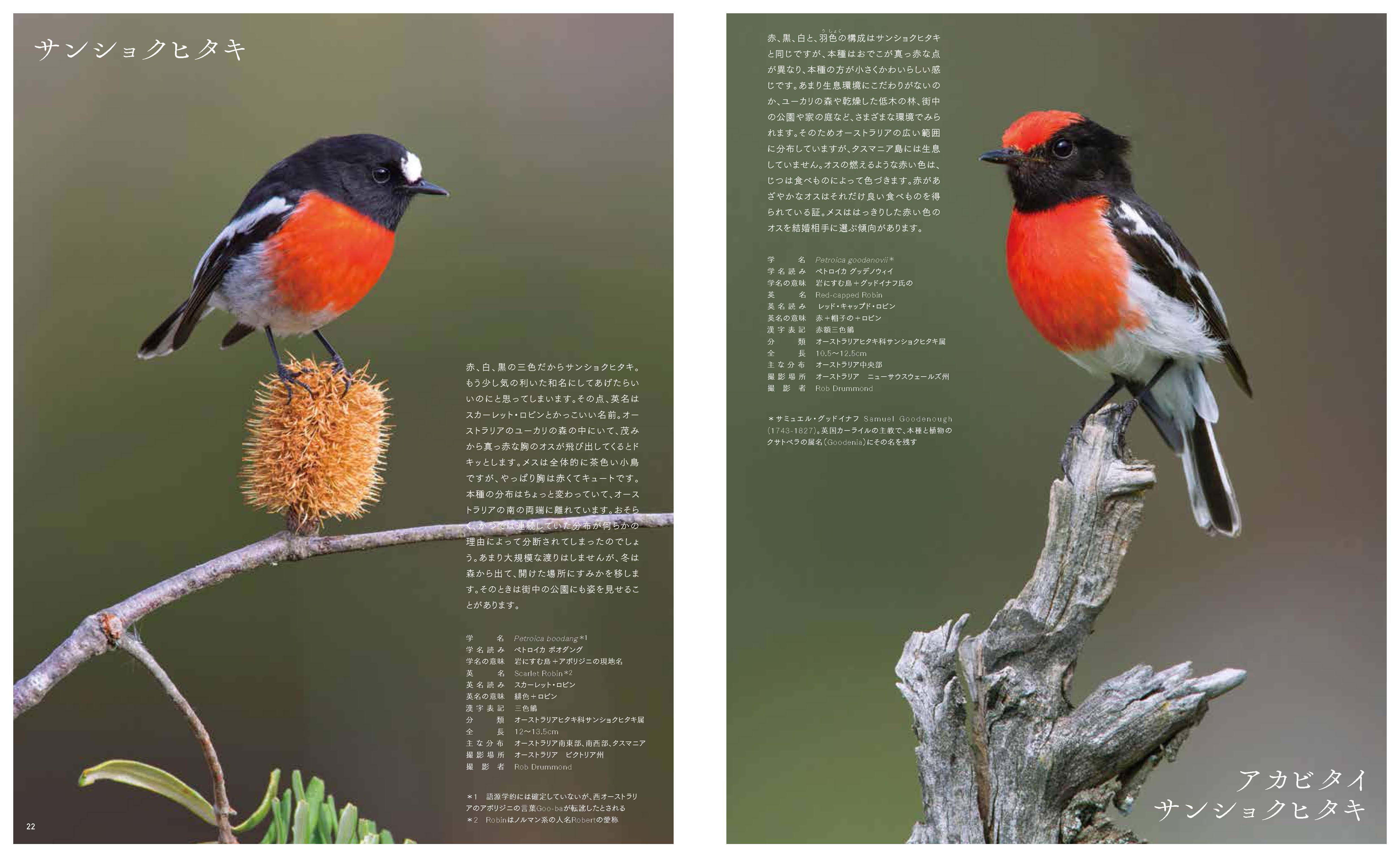 X-Knowledge | 世界の原色の鳥図鑑