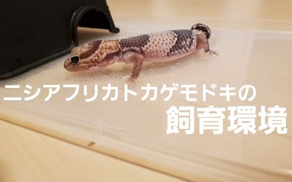 ニシアフリカトカゲモドキの飼育に必要な物品を紹介！オススメのケージ