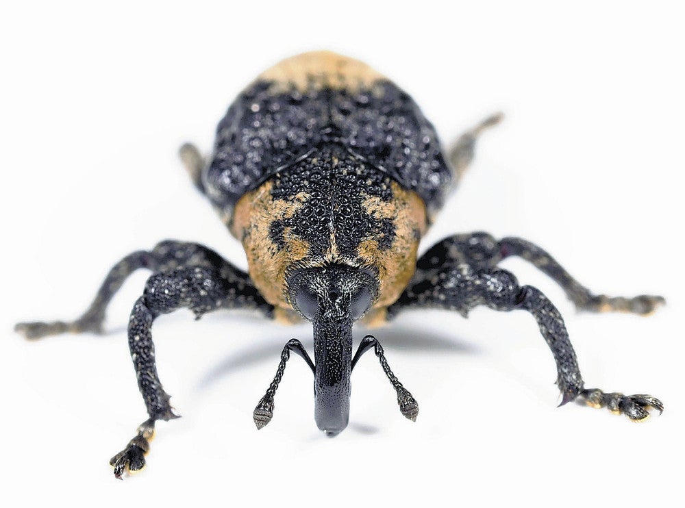 静岡：鼻みたい自慢の長い口 ゾウムシ ：地域ニュース : 読売新聞