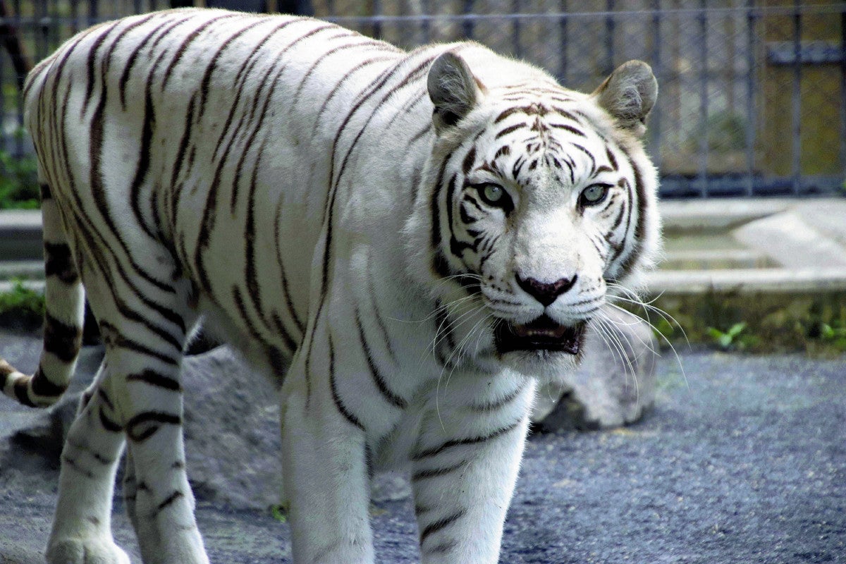 埼玉：東武動物公園 国内最高齢20歳…白い虎「カーラ」天国へ ：地域