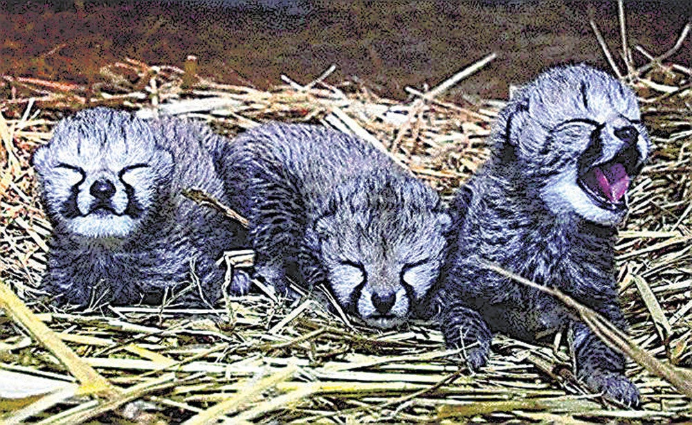 チーターの赤ちゃん、すくすく成長 : 読売新聞