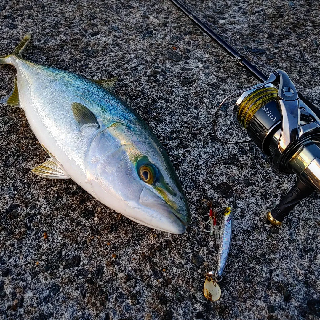 島根県】青物 Calista82ML TZ/NANO | YAMAGA BlanksYAMAGA Blanks