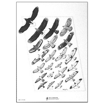 図鑑 日本のワシタカ類 図鑑日本のワシタカ類 第2版 | 森岡 照明 |本
