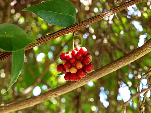ビナンカズラ(サネカズラ)とは｜ヤサシイエンゲイ