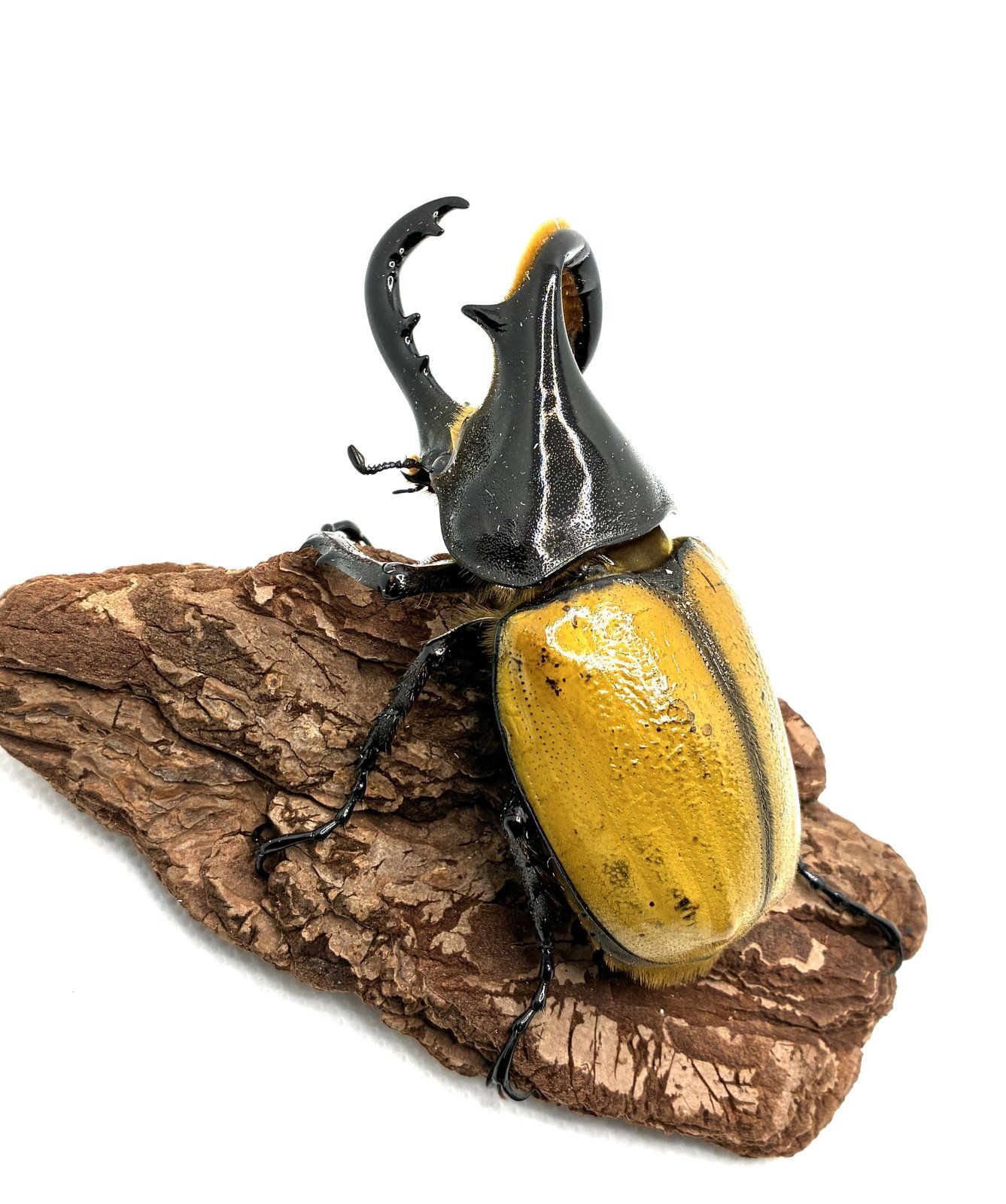 ヘラクレス エクアトリアヌス ♂85mmB品（角曲がり） - 昆虫