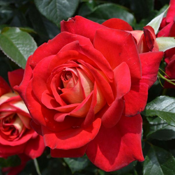 バラ苗 【希望 (きぼう)】 (大苗) ハイブリッドティー 四季咲き 大輪