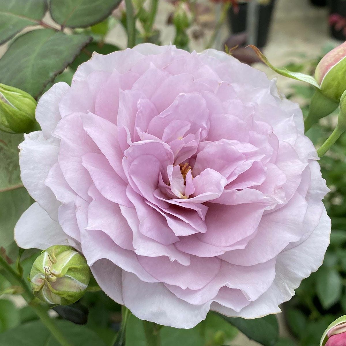 バラ苗 【令の風 (れいのかぜ)】 (大苗) ハイブリッドティー 四季咲き