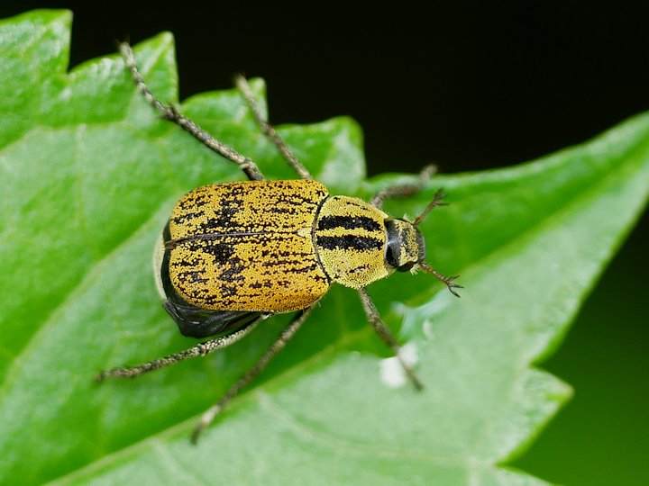 ヒメアシナガコガネ ZATTAな昆虫図鑑