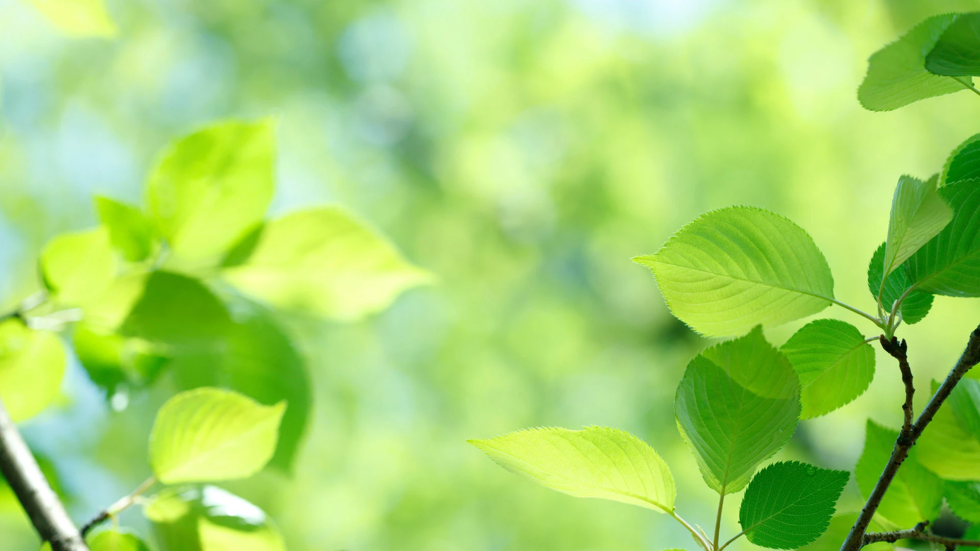 アップル・センコツくん | 商品紹介 | 人が本来持つ「純粋さと美しさ」を…