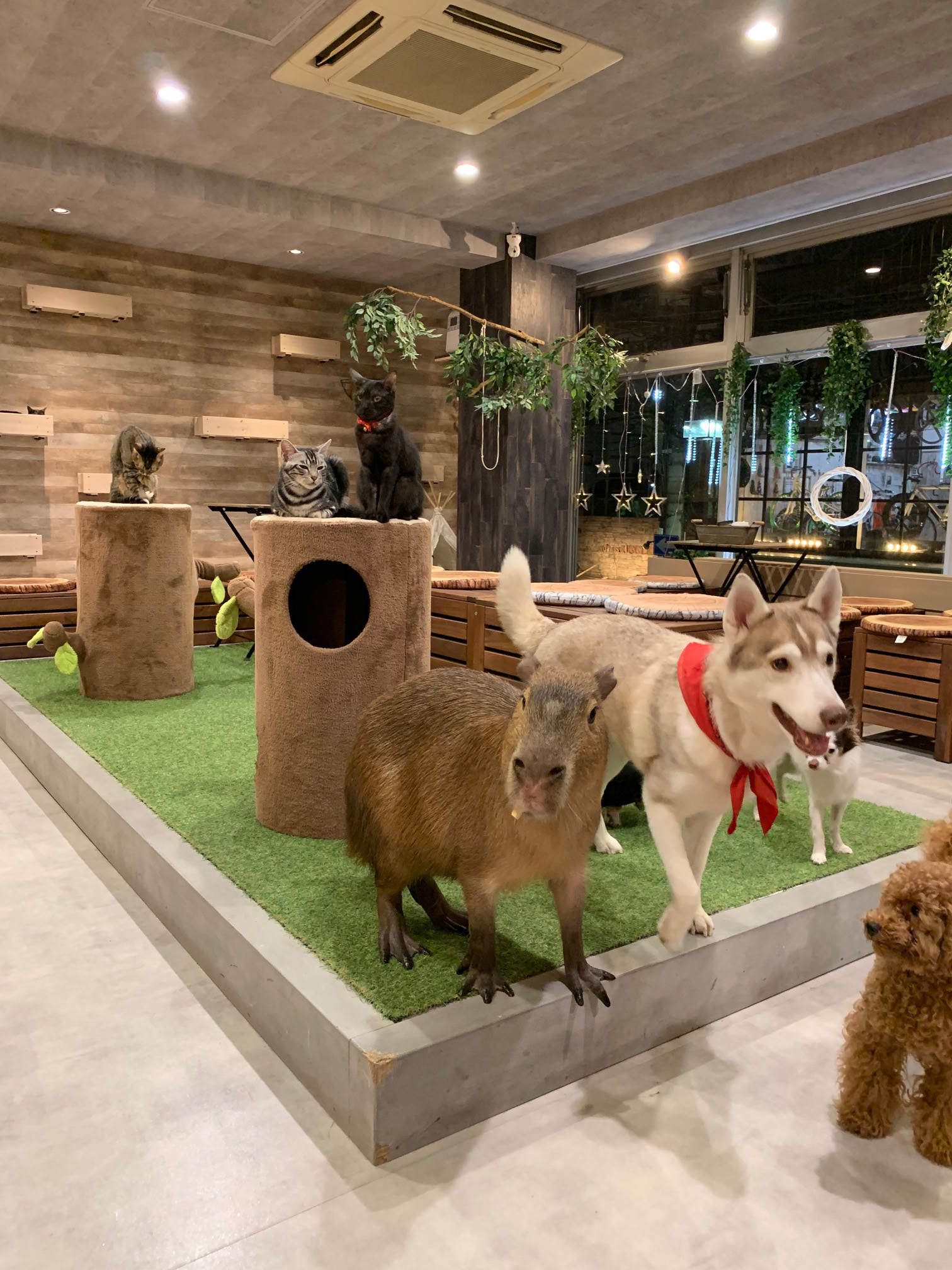 お部屋が大自然に大変身！擬岩・擬木製作！ | 株式会社ポップ工芸