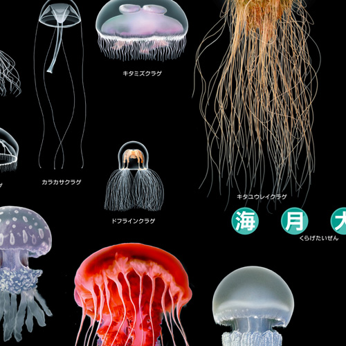 海月大全 A1ポスター – 株式会社ザ・アクセス-TheACCESS-