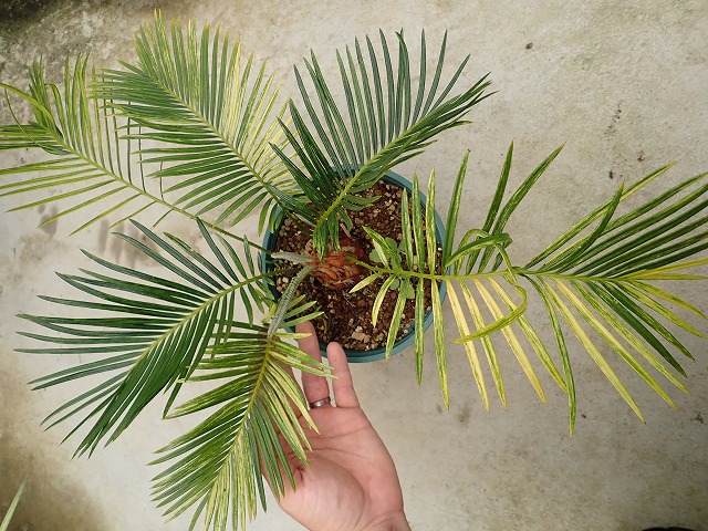 ソテツ 蘇鉄斑入り(Cycas revoluta variegata) | 希少植物の販売