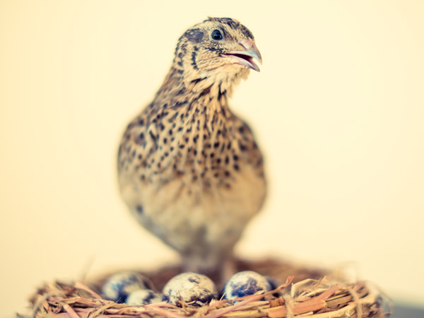 世界が愛する日本のうずら その国際ブランドに秘められた可能性