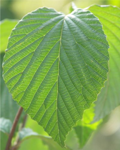 自然樹形山採りミヤマガマズミ販売 秋元園芸 茨城県那珂市