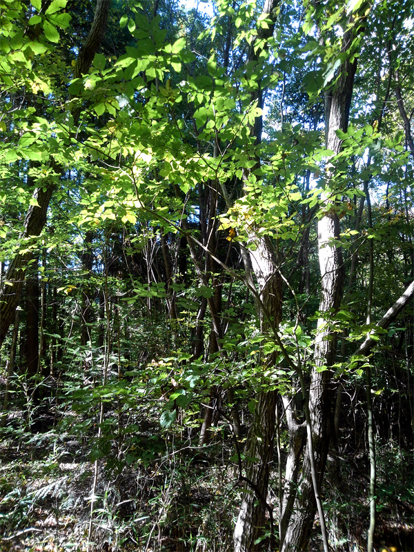 山採り自然樹形アオダモ販売 秋元園芸