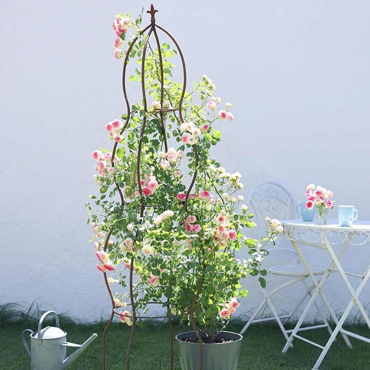 アンティークオベリスク ウェーブ /B: アーチ・トレリス｜青山ガーデン