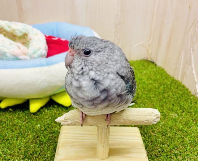 だ〜〜〜〜れだっ！優雅に〜👑💎🫐 美声インコ ブルー