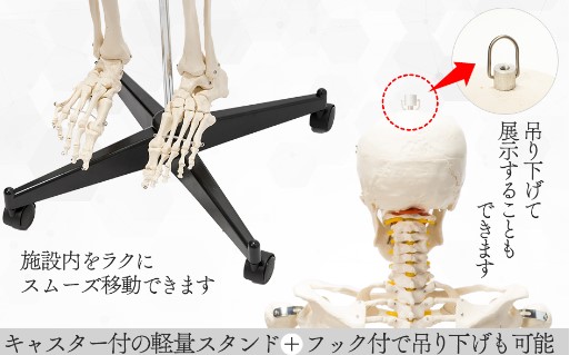 国際規格認証品】等身大 人体模型 約170cm 骨格標本 骸骨模型 人骨模型