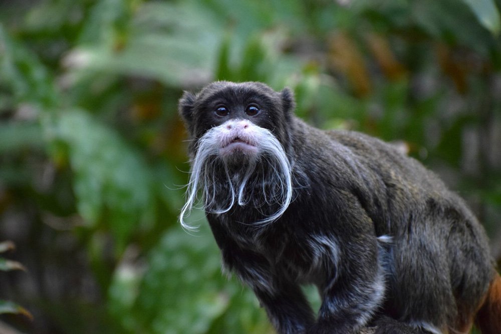 Mustachioed Monkeys? Emperor Tamarins at Lincoln Park Zoo