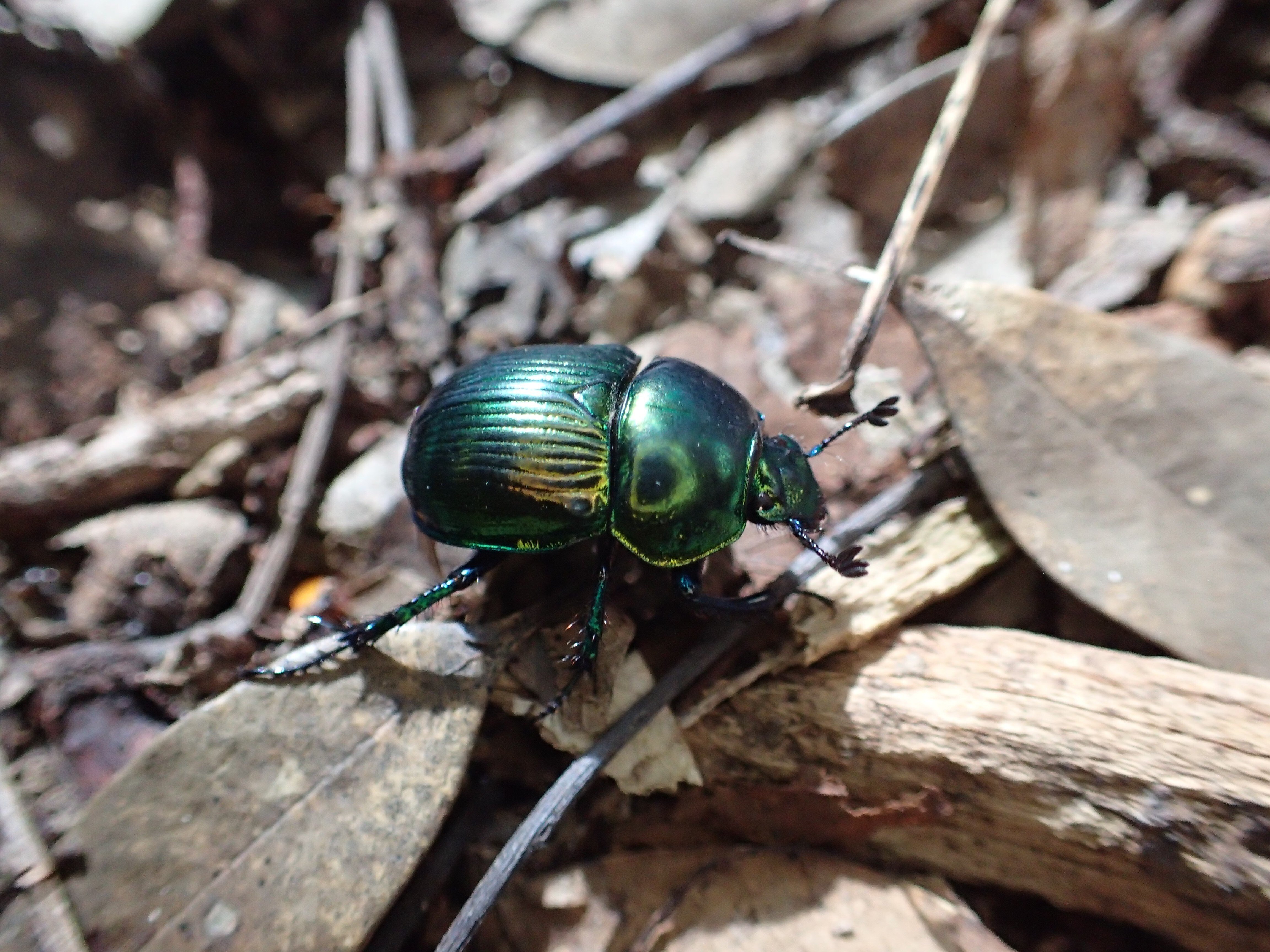 オオセンチコガネ〜宝石は糞の下に〜（京の昆虫日記vol.1）｜京庵