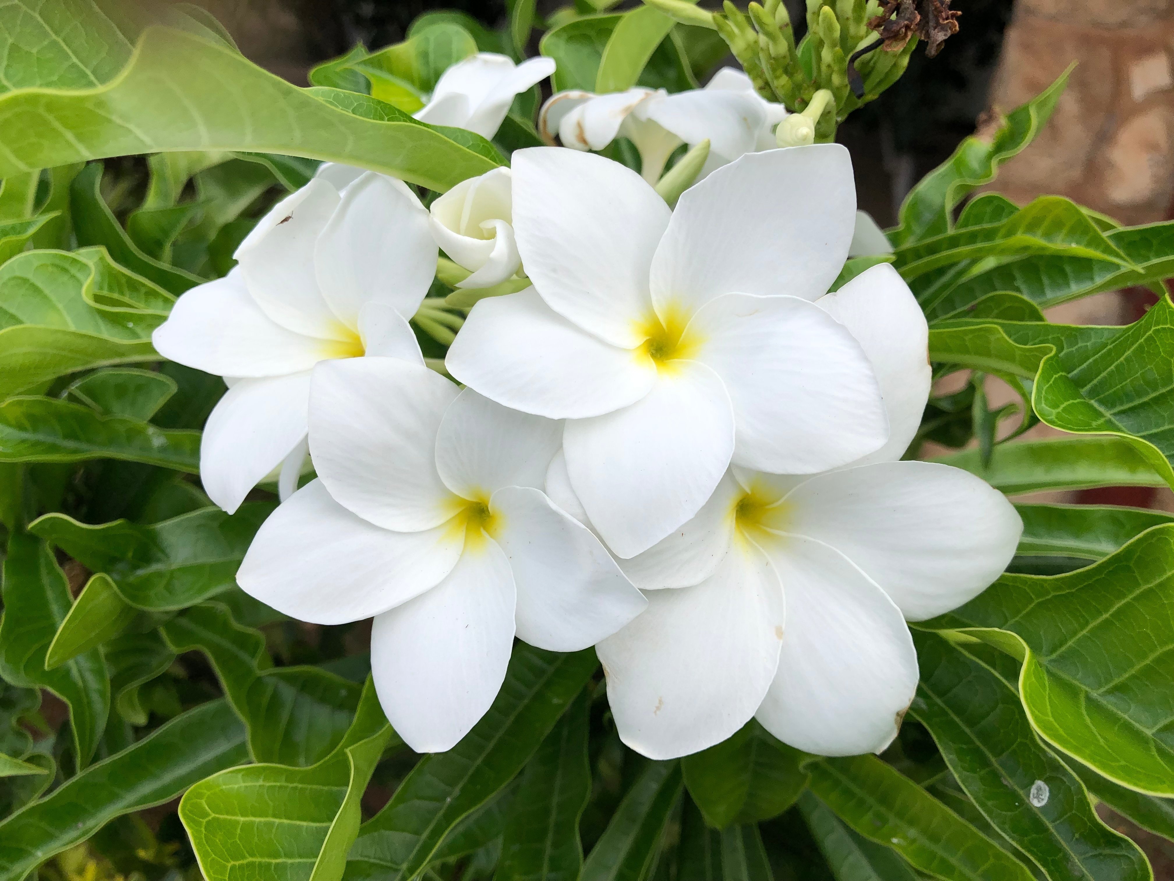 ハワイの花②プルメリア｜Susie@Honolulu, Hawaii