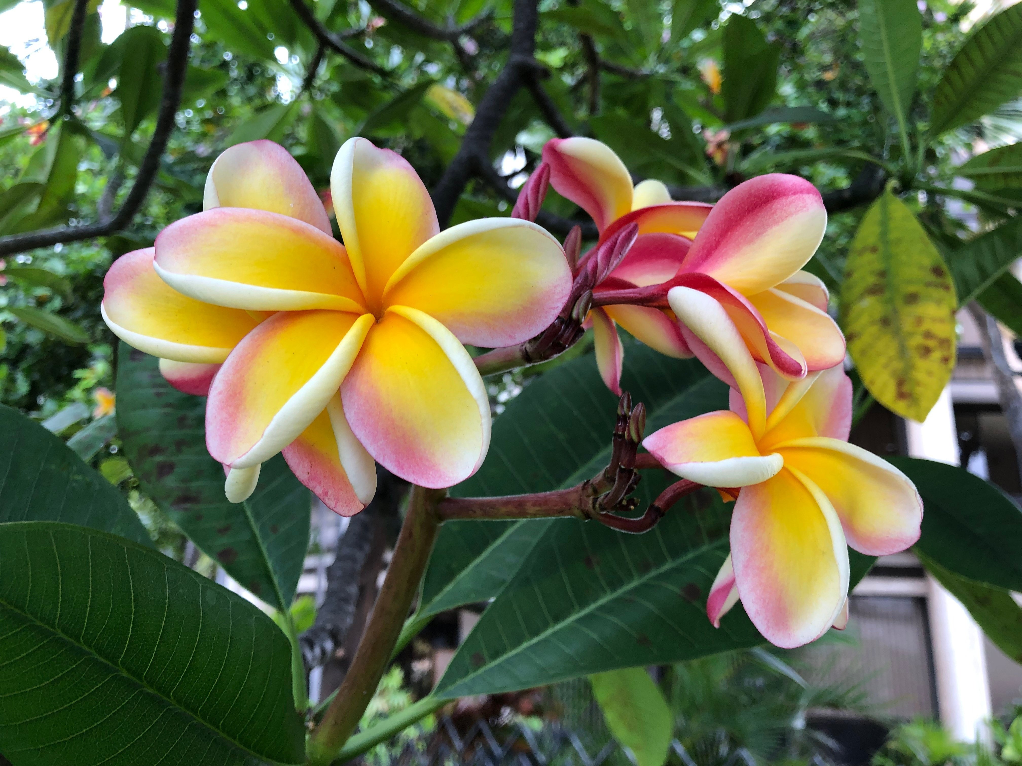 ハワイの花②プルメリア｜Susie@Honolulu, Hawaii