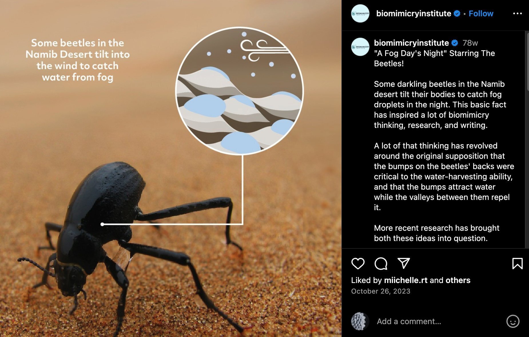 Biomimeticsの裏話 ナミブ砂漠のキリアツメを巡るスキャンダル｜Gyroid