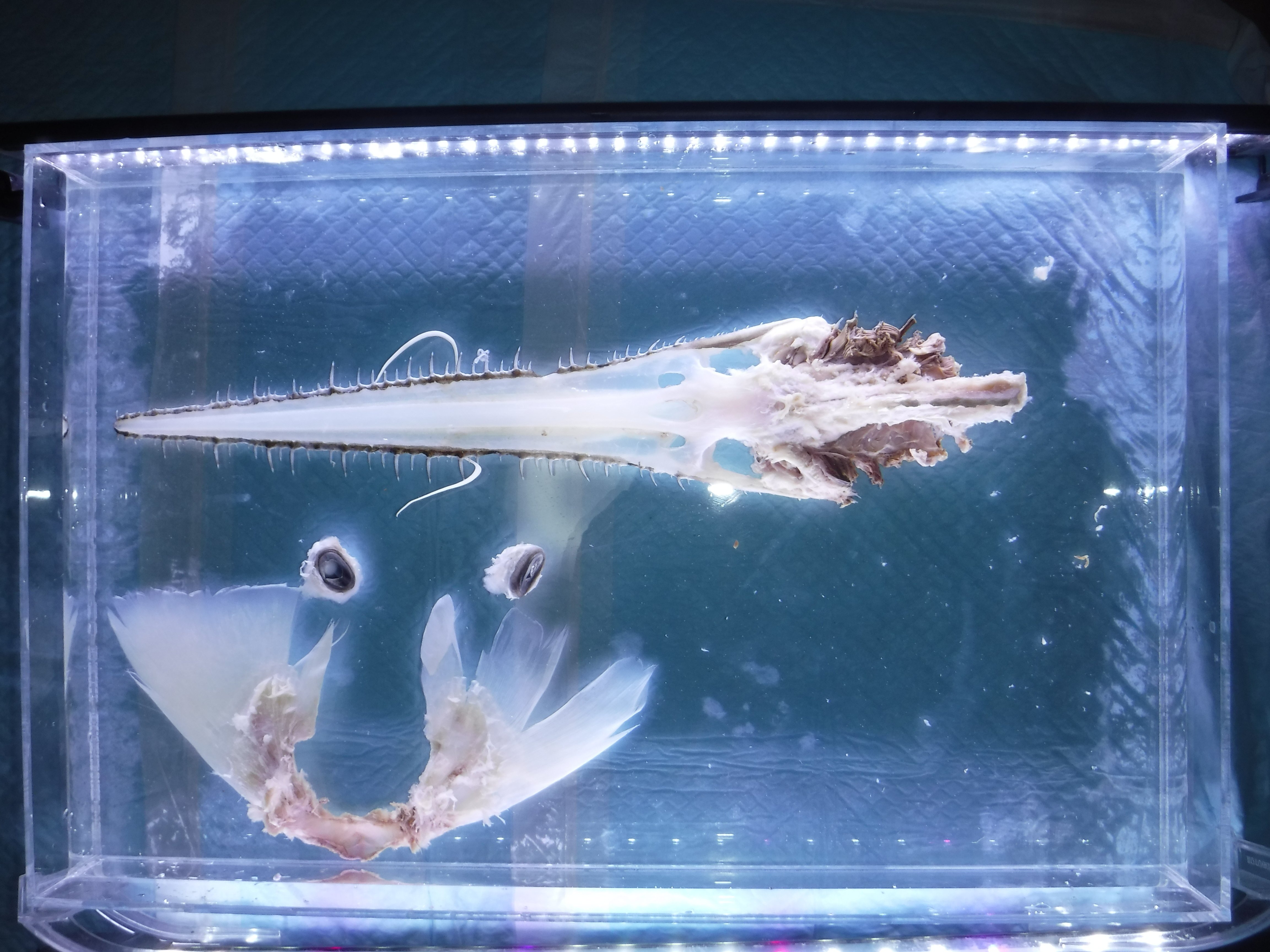 標本解説③（ノコギリザメ）｜とある海洋学部生