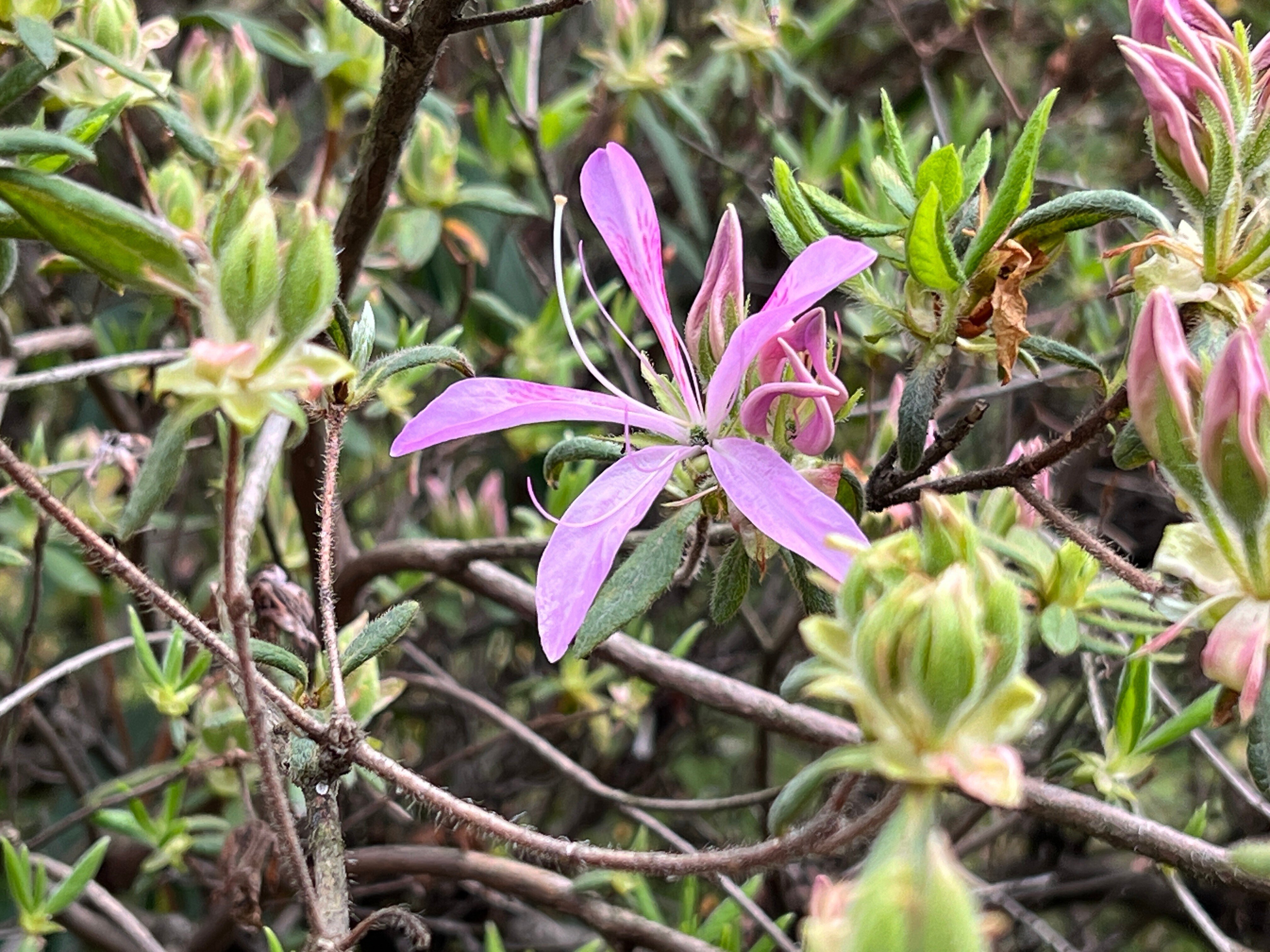 2024.04.06 黐躑躅/黐躑躅”花車”/大山躑躅”飛鳥川”/慶良間躑躅/平戸