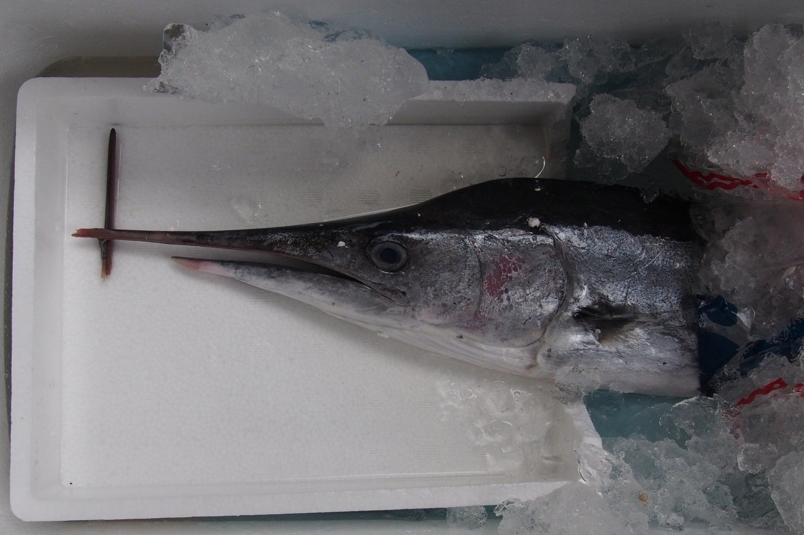 魚の骨格標本 その8 カジキの仲間｜いぞらど