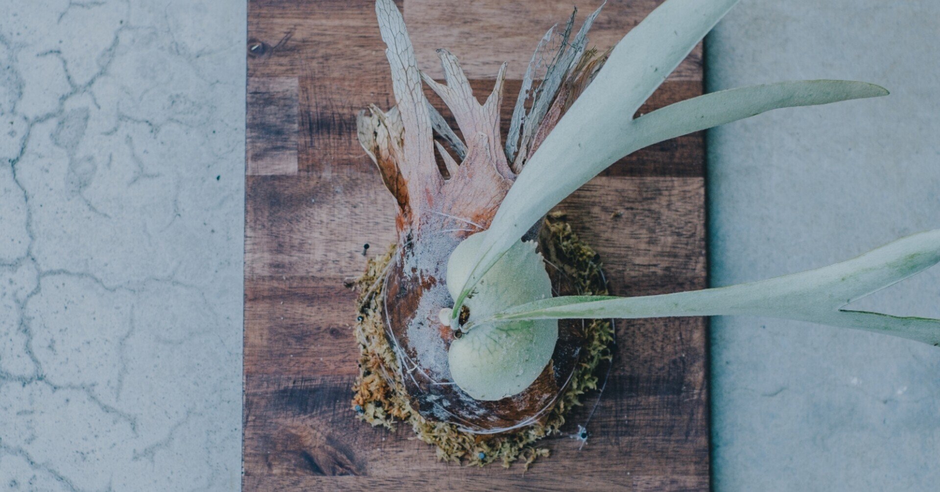 拳王 ビカクシダ板職人 ビカクシダを結束バンドで板付け p.omo