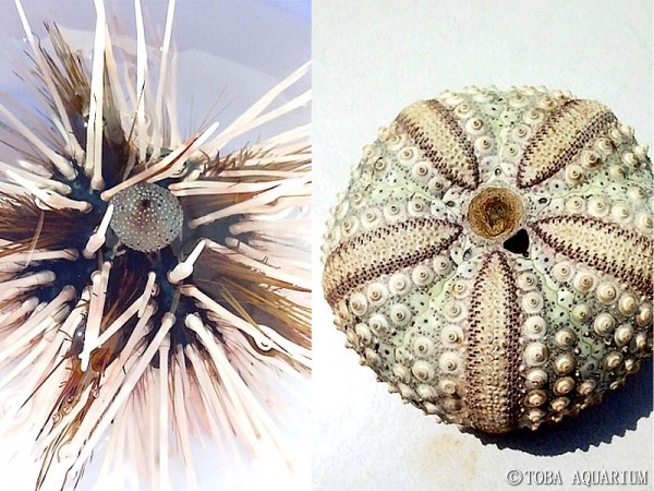 ウニコレ | 鳥羽水族館 飼育日記