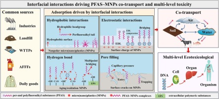 A tale of two emerging contaminants: Interfacial interactions, co